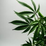 Optimaliseer de Groei en Opbrengst van Je Cannabisplanten