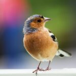 Een wereld vol vogels